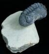 Very Bumpy and Detailed Phacops Trilobite #6119-5